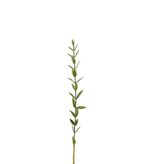 Hovedbilde Mr. Plant Eucalyptus 45 cm