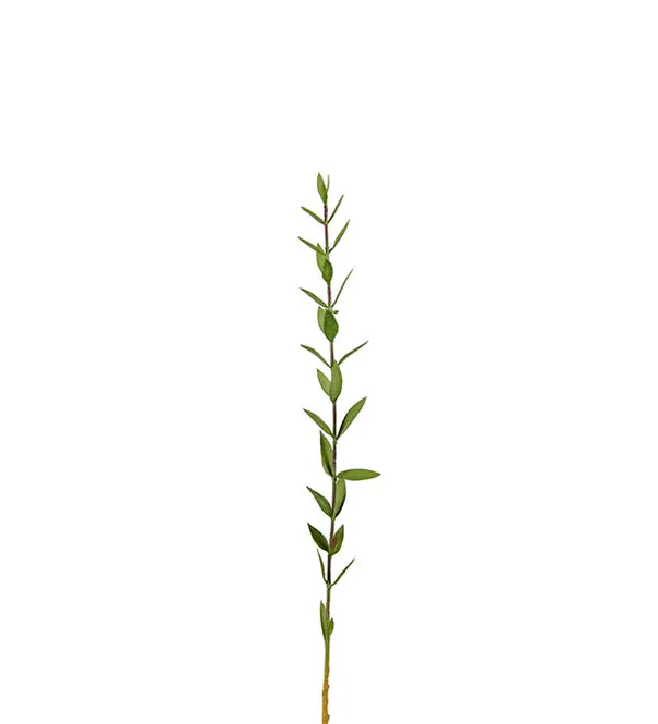 Hovedbilde Mr. Plant Eucalyptus 45 cm