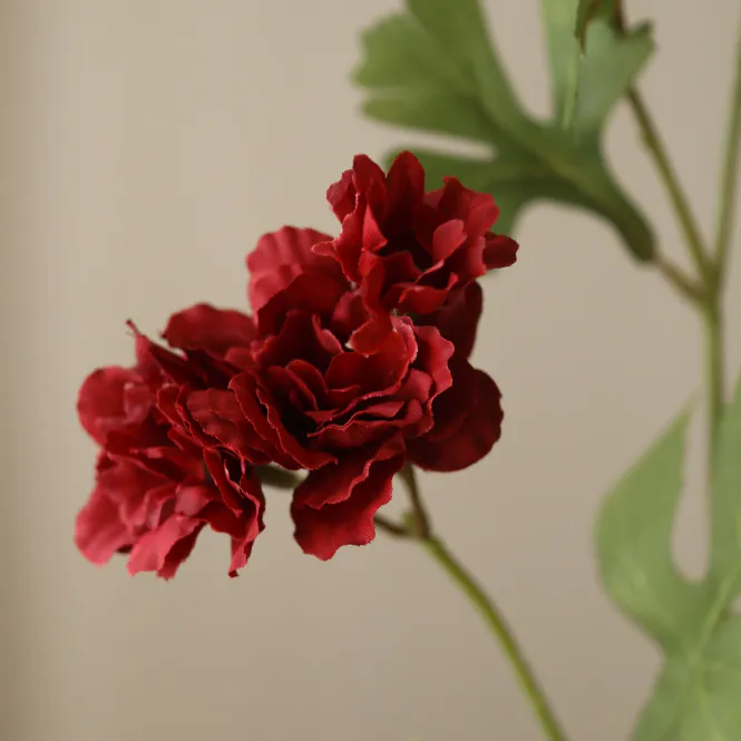 Hovedbilde Botané Studios Mørk Rød Zinnia Blomst